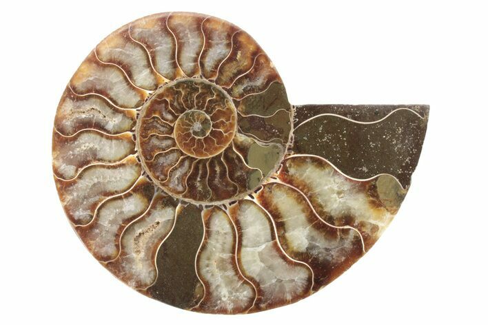 Cut & Polished Ammonite Fossil (Half) - Madagascar #223140